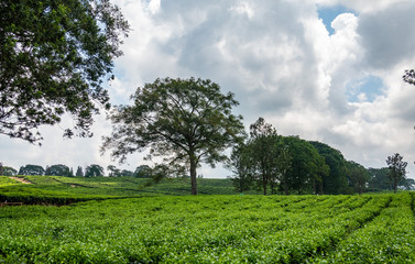 Beautiful Green Tea Fields of Indonesia