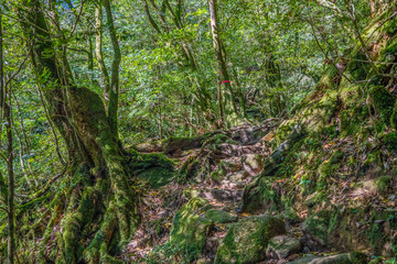 Primival forest hiking trails in Japan