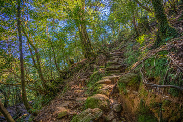 Primival forest hiking trails in Japan