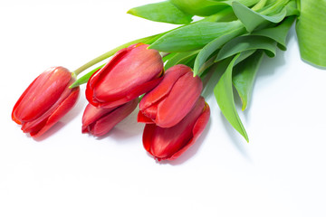 red tulips on a white background