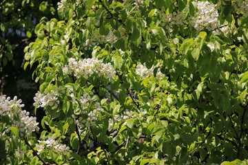 Spring lush flowering of the pear tree
