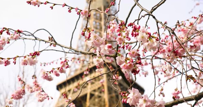 Beautiful pink cherry blossom tree in full bloom on a spring day near the Eiffel tower in Paris, France