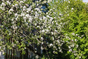 Spring Apple blossom. Blooming tree with white flowers