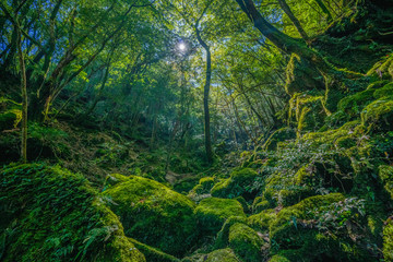 Primival forest hiking trails in Japan