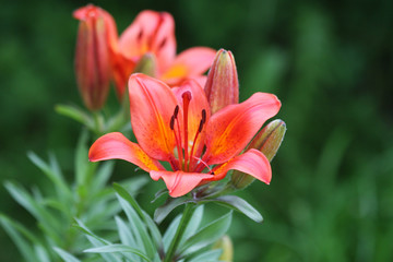 inflorescence of lilies with buds