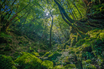 Primival forest hiking trails in Japan