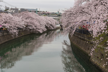大岡川 桜