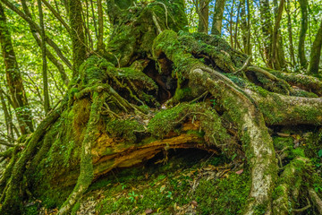 Primival forest hiking trails in Japan