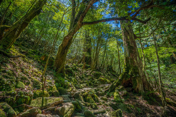 Primival forest hiking trails in Japan