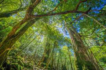 Primival forest hiking trails in Japan