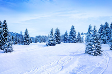 Fototapeta na wymiar Winter fir and pine forest covered with snow after strong snowfall
