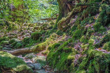 Primival forest hiking trails in Japan