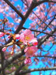 青空の下で咲き始めた河津桜