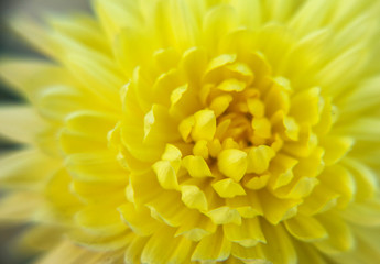closeup of yellow flower for background