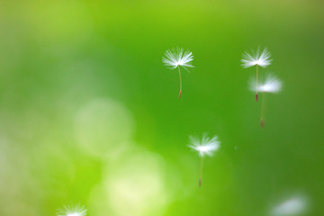 Dandelion seeds fly, blurred background