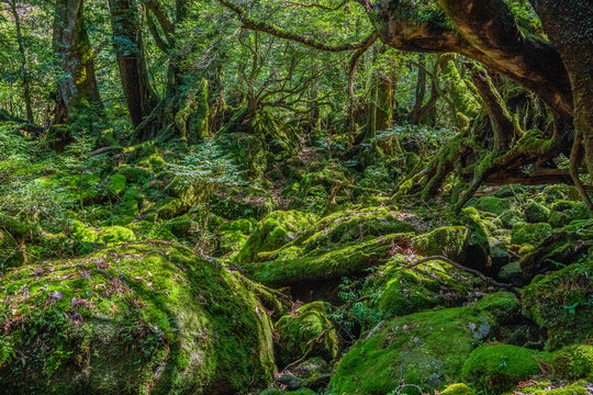 Primival forest hiking trails in Japan © zmkstudio
