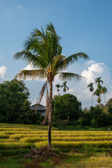 A Palm Tree Standing in the Middle of Some Green Rice Fields