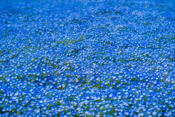 Obraz premium Nemophila or Baby blue eyes flower fields