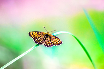 Orange butterfly on green leaf of grass. Autumn brown warm background. Insect outdoors. Gentle wallpaper. Place for text. Vintage photo with toning