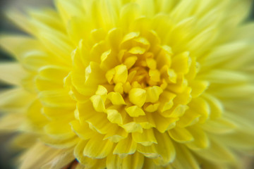 yellow flower close up for background