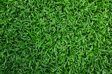 Green Grass Texture Background. Fresh and Clean leaf. Top View