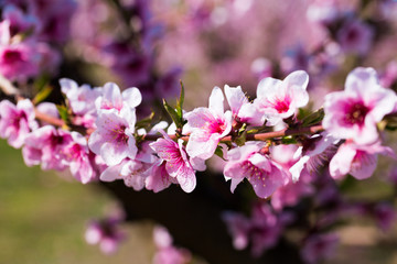 blooming peach trees in spring