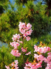 満開の河津桜と松の木