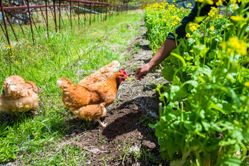 Farmer feeding chicken