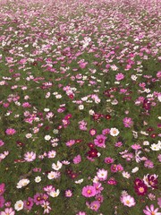 pink flowers background