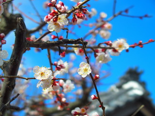 社の咲き始めた白梅と青空風景