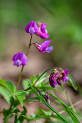 Obraz premium Lathyrus vernus wild purple violet flowers in bloom, springtime flowering plants in the forest