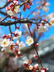社の咲き始めた白梅と青空風景