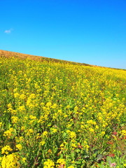 Obraz premium 青空と菜の花の咲き始めた江戸川土手風景
