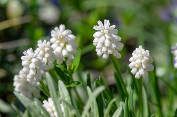 Muscari aucheri white flowering flowers, group of bulbous plants in bloom, green leaves