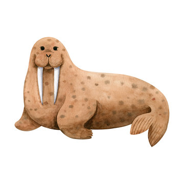 Cute sea walrus-watercolor illustration isolated on white background. Cartoon stylized animal character, hand drawn clipart. Illustration for clothes, stickers, baby shower, greeting cards, prints.
