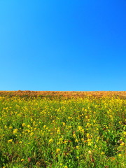 青空と菜の花の咲き始めた江戸川土手風景