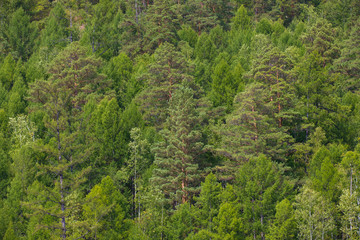 Beautiful landscape. Zeya Sea, Amur Region. Tall green trees grow on the steep slope of the hill