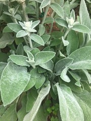 background of green leaves