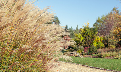 Obraz premium Miscanthus sinensis 