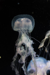 海月