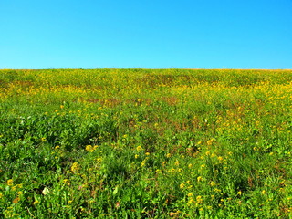 Fototapeta premium 青空と菜の花の咲き始めた江戸川土手風景