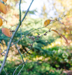 Hamamelis intermedia 