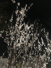 branches of tree on a black background