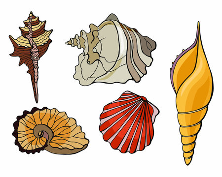 Set of seashells. Scallop,  Strombus, Triton, Argonaut Hyens, Murex chipped.  Stock illustration. Cartoon style illustration. Isolated white.
