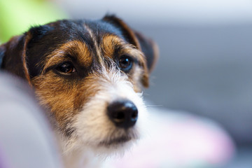 Jack russell terrier lies on the couch