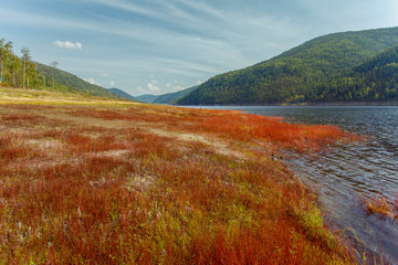 Beautiful landscape. Zeya reservoir, Amur region. Spectacular coast of a calm lake. Red grass spread among hemp trees with roots.