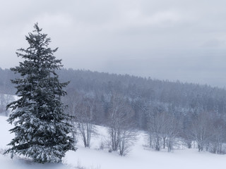 Beautiful winter forest landscape covered with white snow. Pine tree forest in winter.