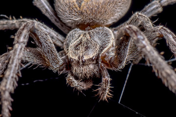 Spider on black background ( Nuctenea umbratica ),  the walnut orb - weaver spider - macro, closeup