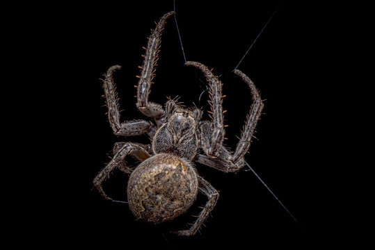 Spider on black background ( Nuctenea umbratica ),  the walnut orb - weaver spider - macro, closeup