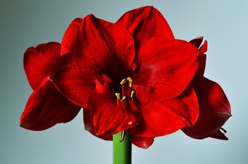 Red Amaryllis flowers on white and blue background, vintage style